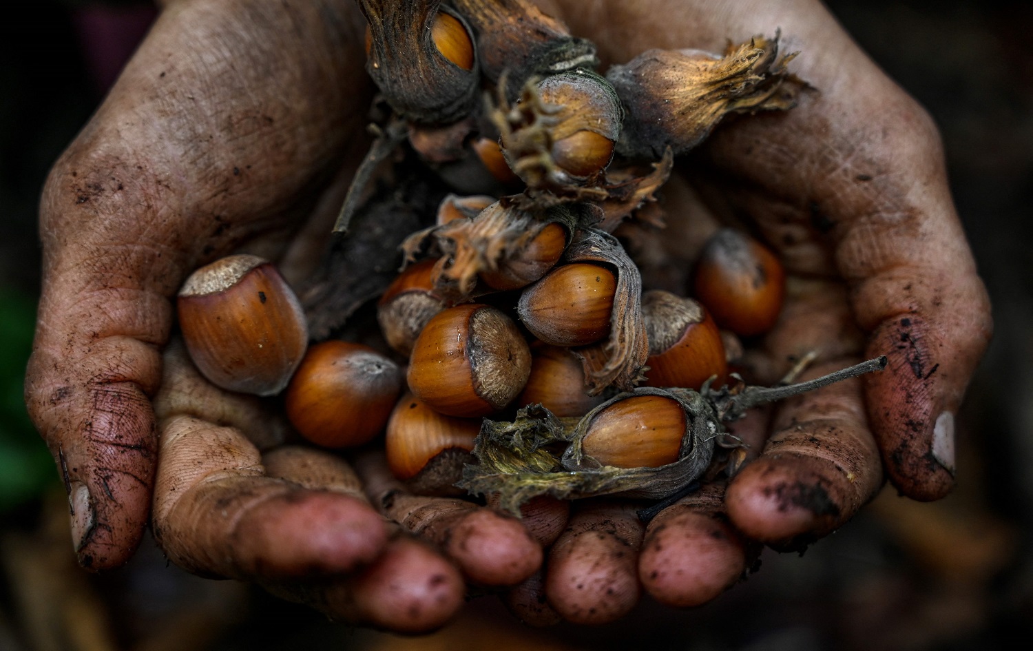 Turkey's hazelnut farmers fume at Nutella...